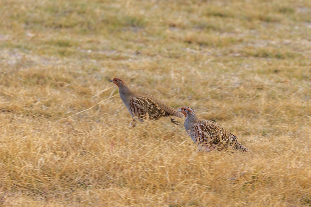 Grey Partridge