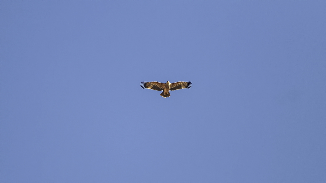 Eastern Imperial Eagle