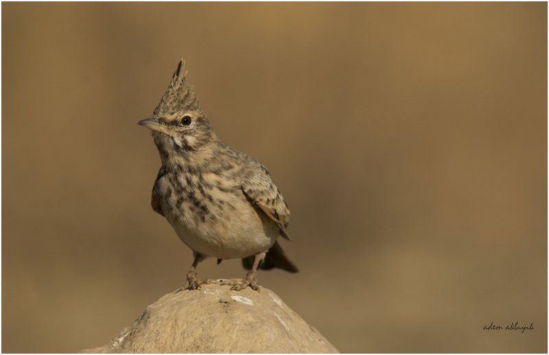 Crested Lark