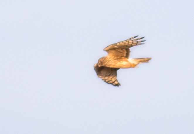 Hen Harrier