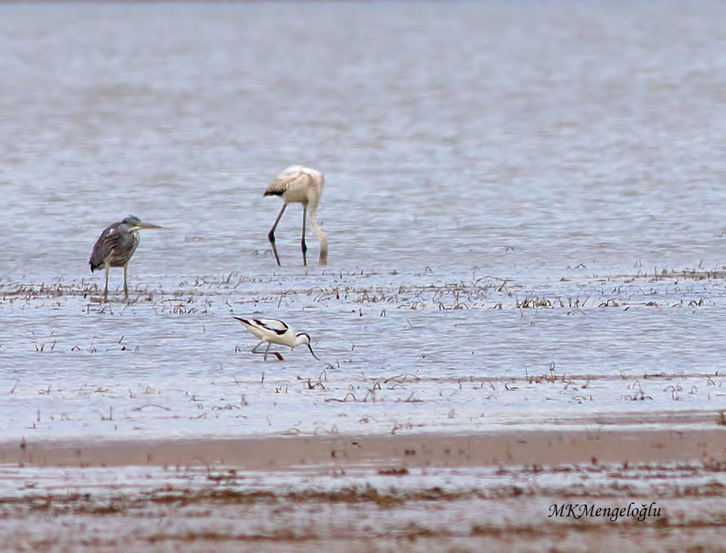 Pied Avocet