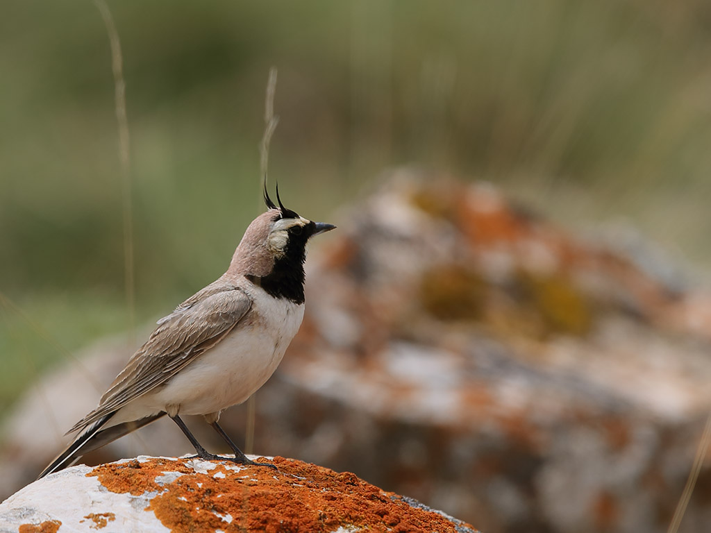 Horned Lark
