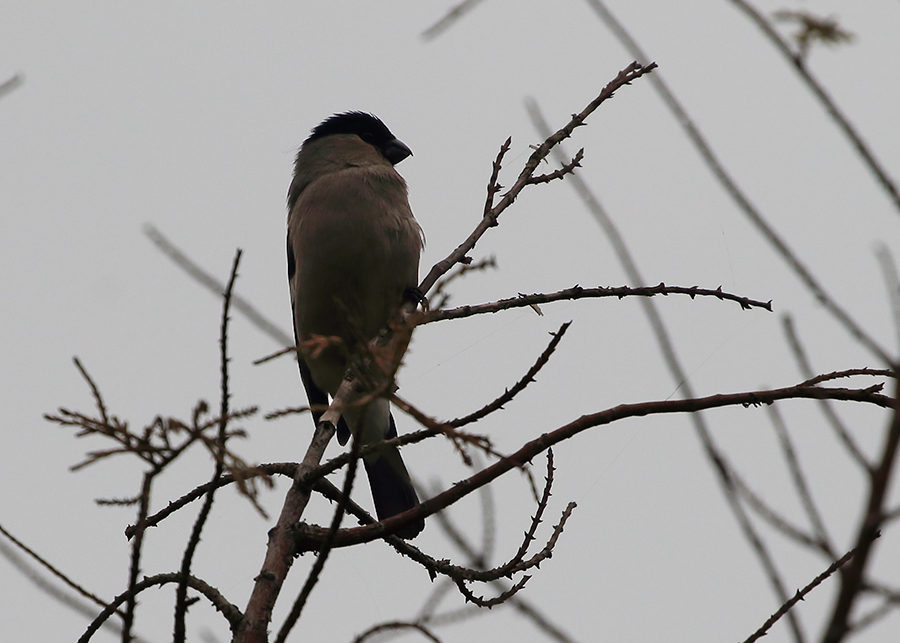 Eurasian Bullfinch