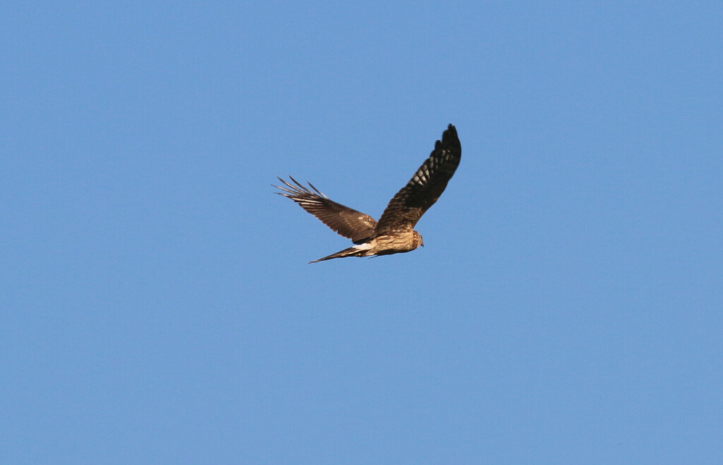Hen Harrier