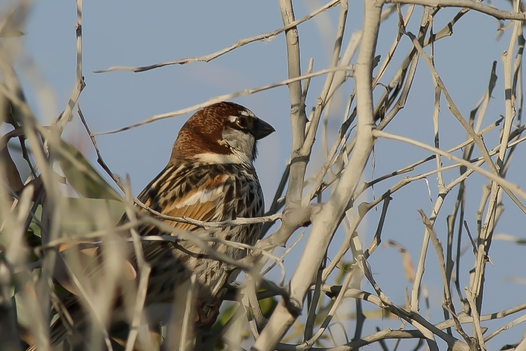Spanish Sparrow