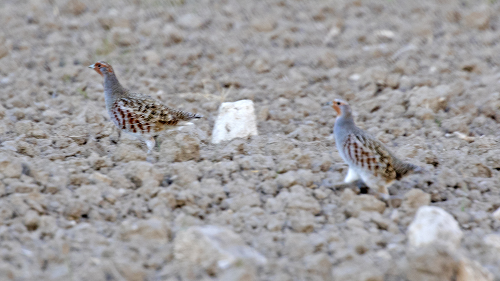 Grey Partridge