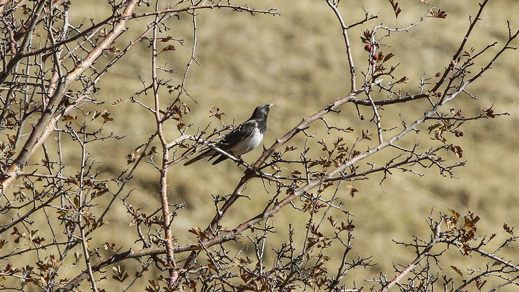 Black-throated Thrush