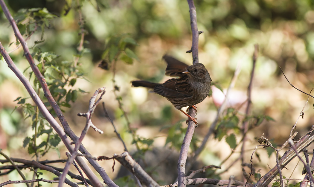 Dunnock