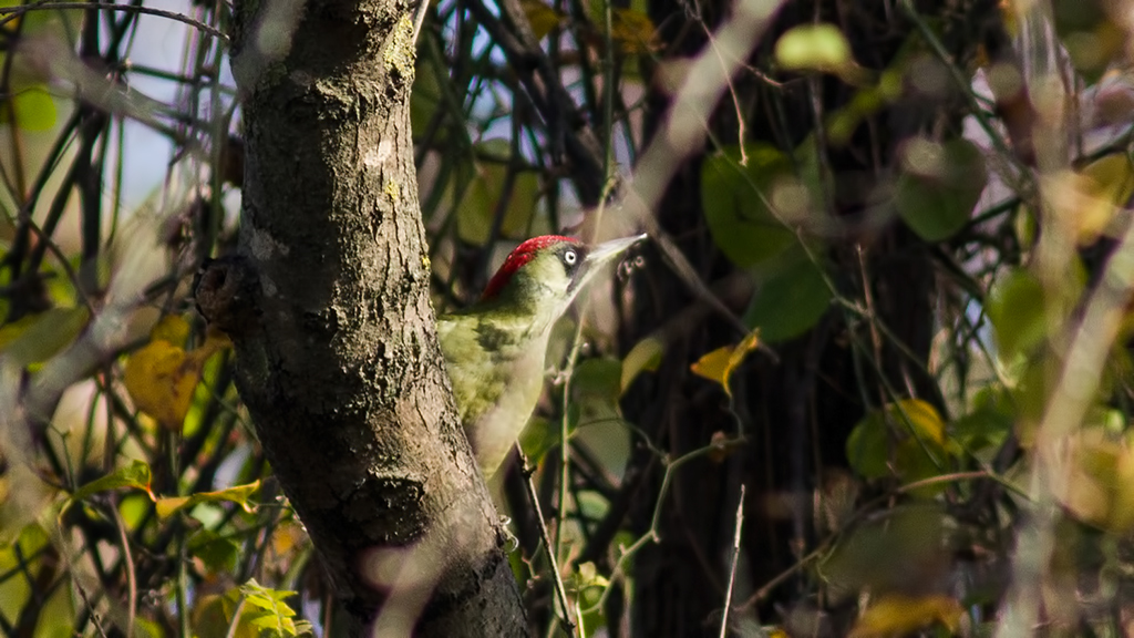 European Green Woodpecker
