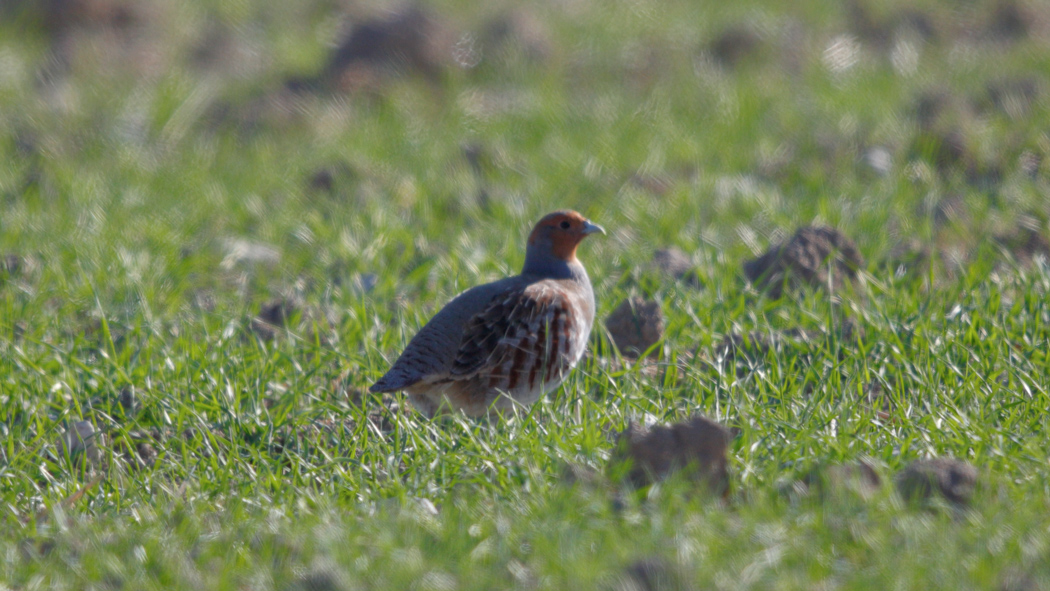 Grey Partridge