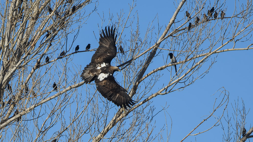 Eastern Imperial Eagle