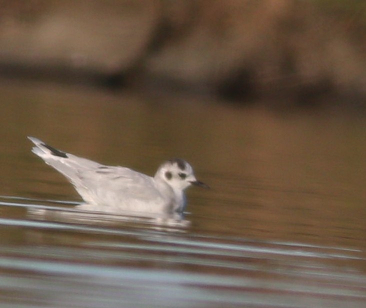 Little Gull