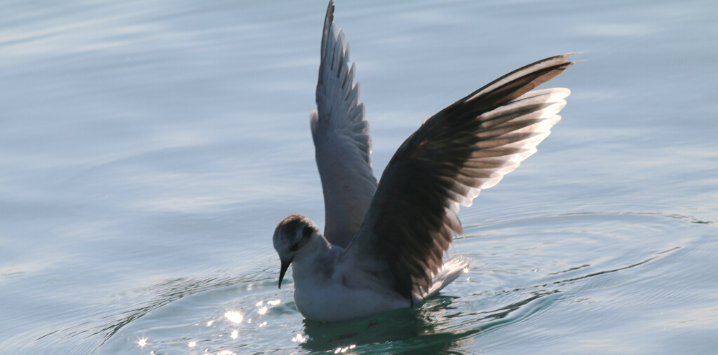 Little Gull