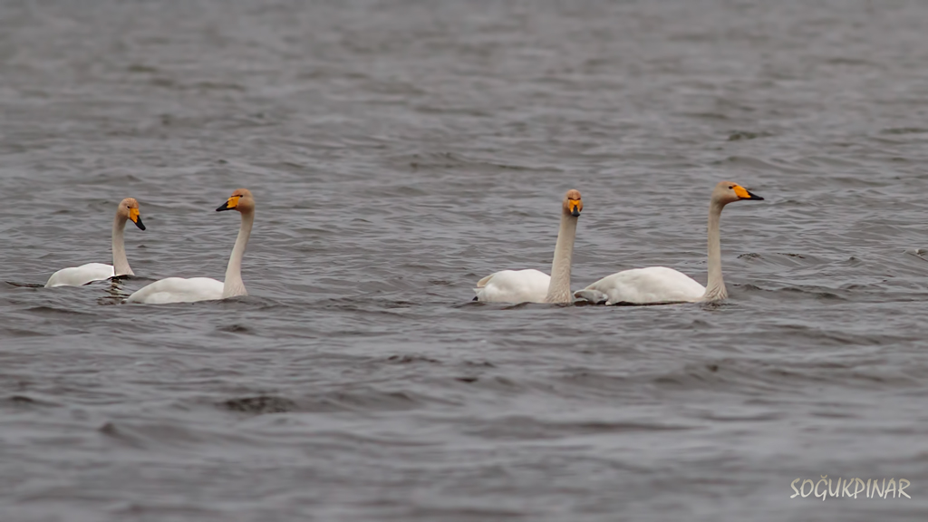 Whooper Swan