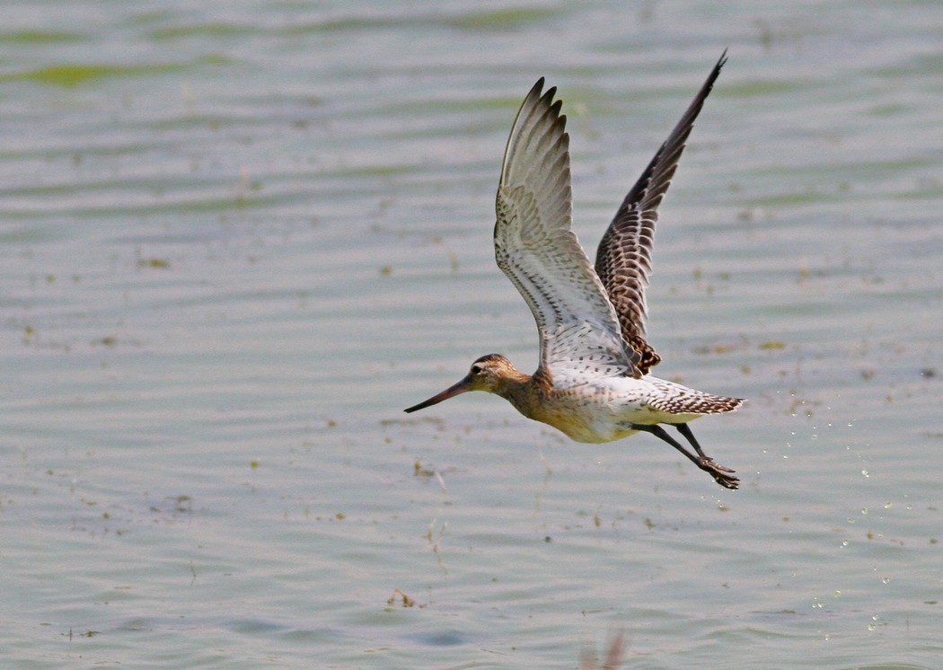 Bar-tailed Godwit