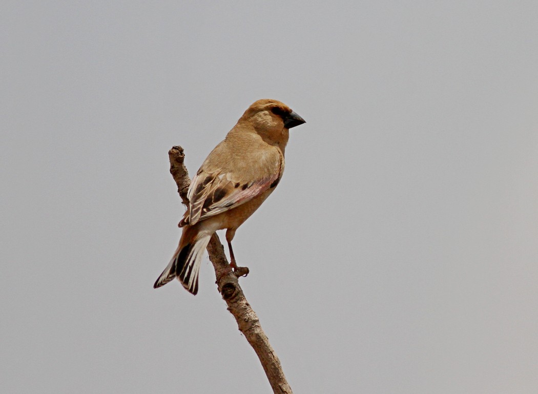 Desert Finch