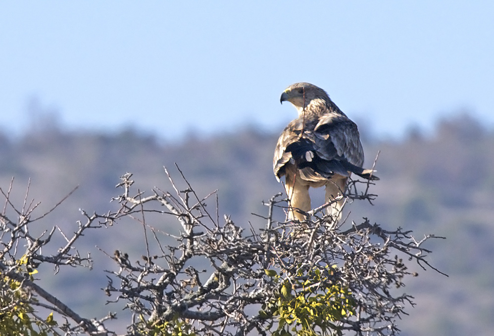 Eastern Imperial Eagle