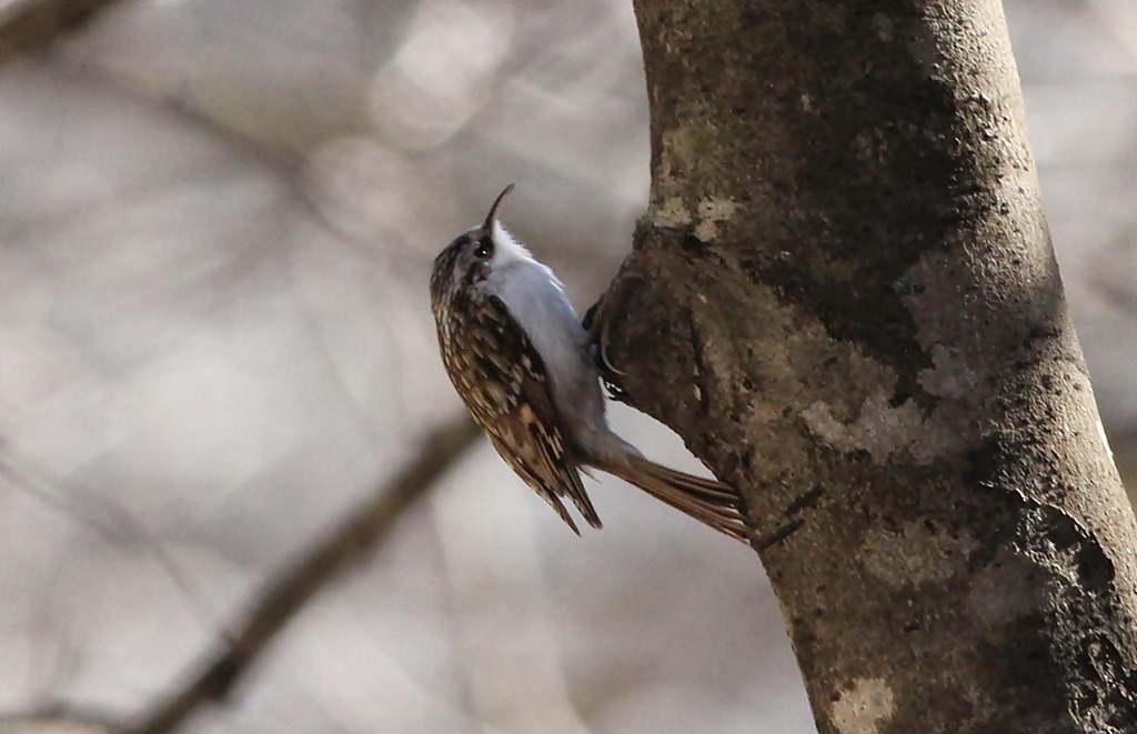 Eurasian Treecreeper