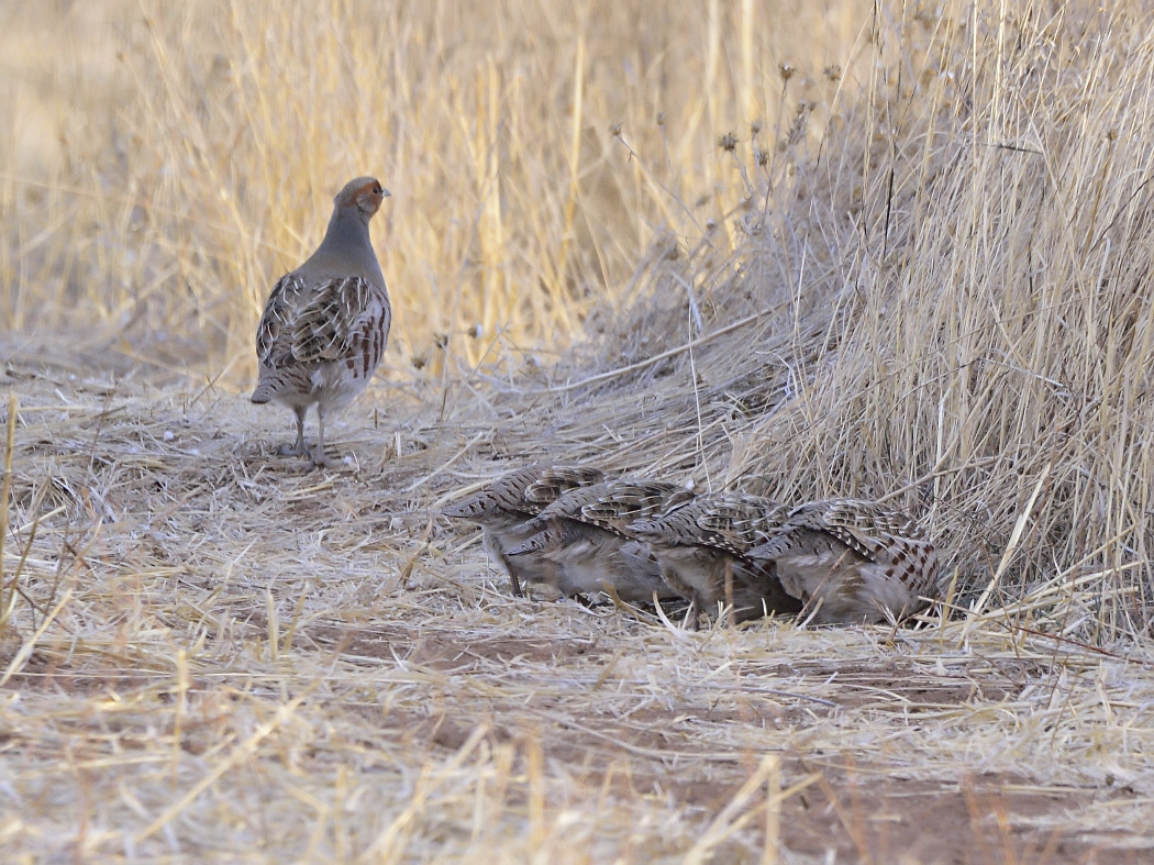 Grey Partridge