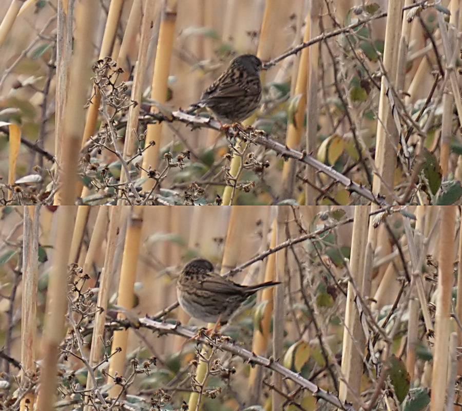Dunnock