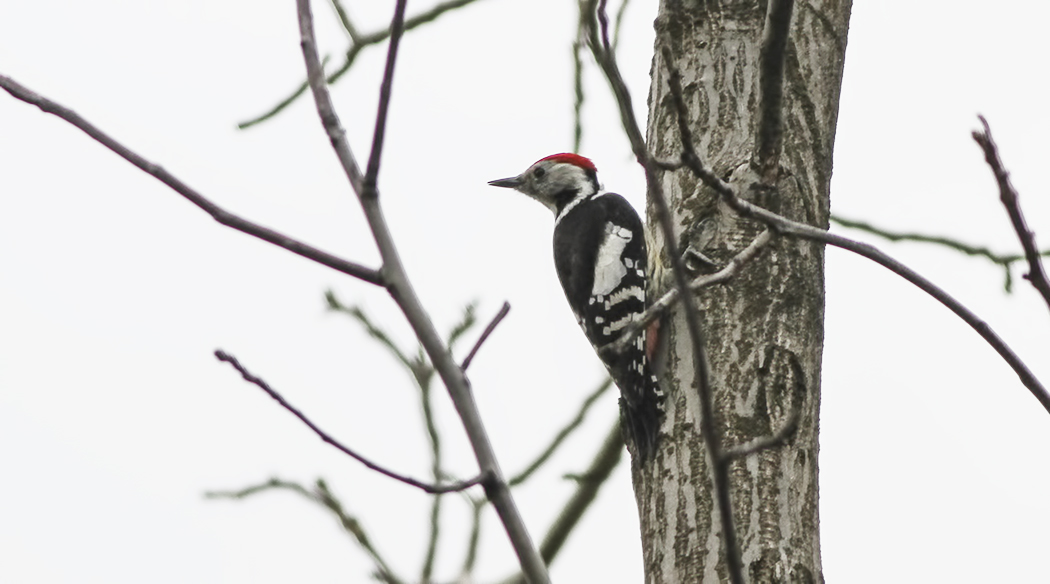 Middle Spotted Woodpecker