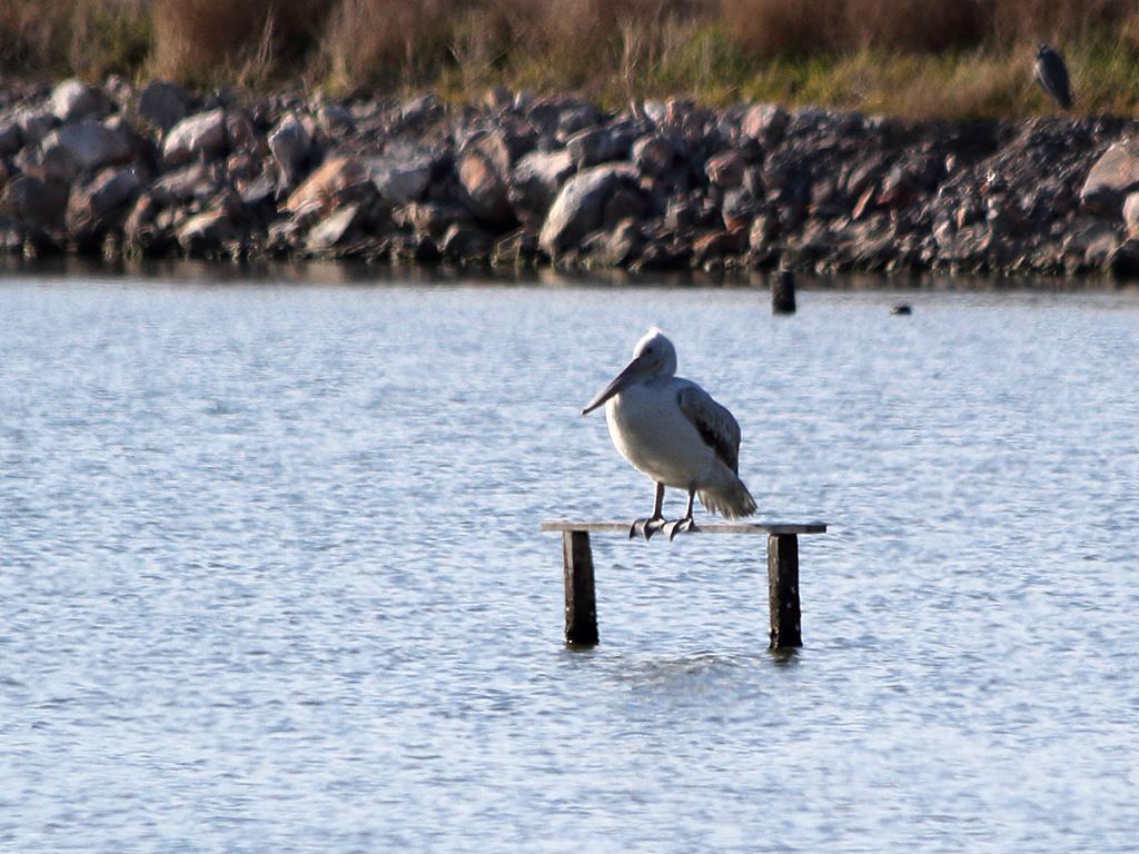 Dalmatian Pelican
