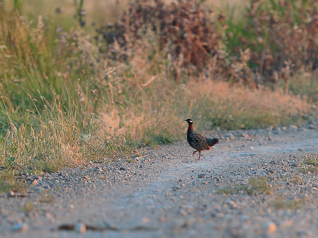Black Francolin