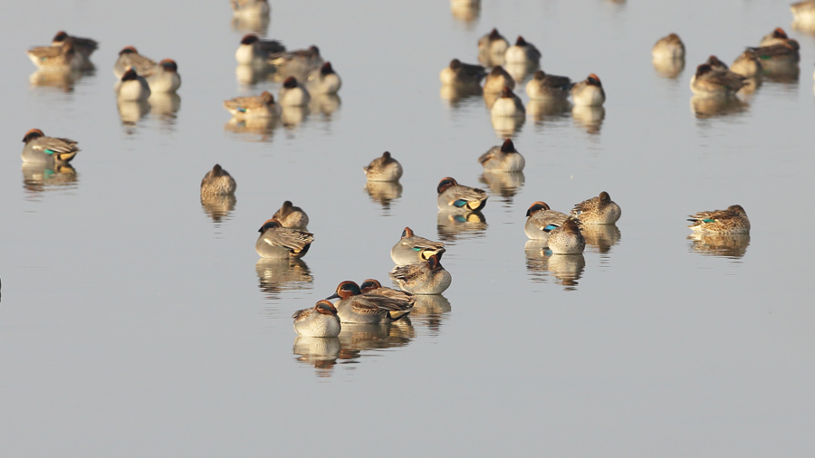 Eurasian Teal