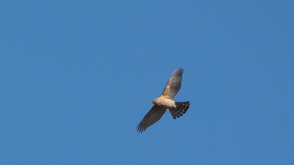 Northern Goshawk