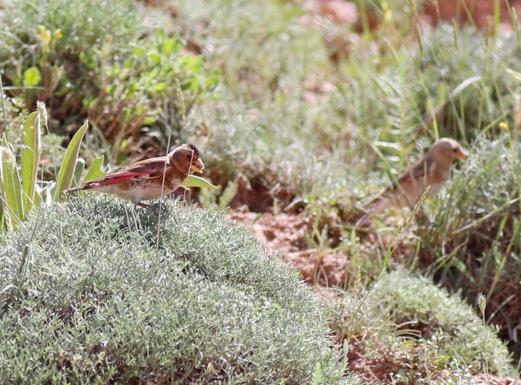 Eurasian Crimson-winged Finch