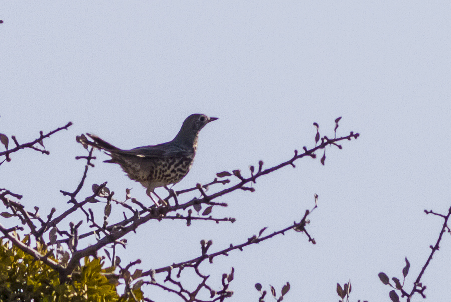 Mistle Thrush