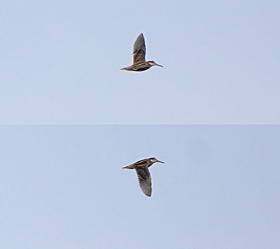 Jack Snipe