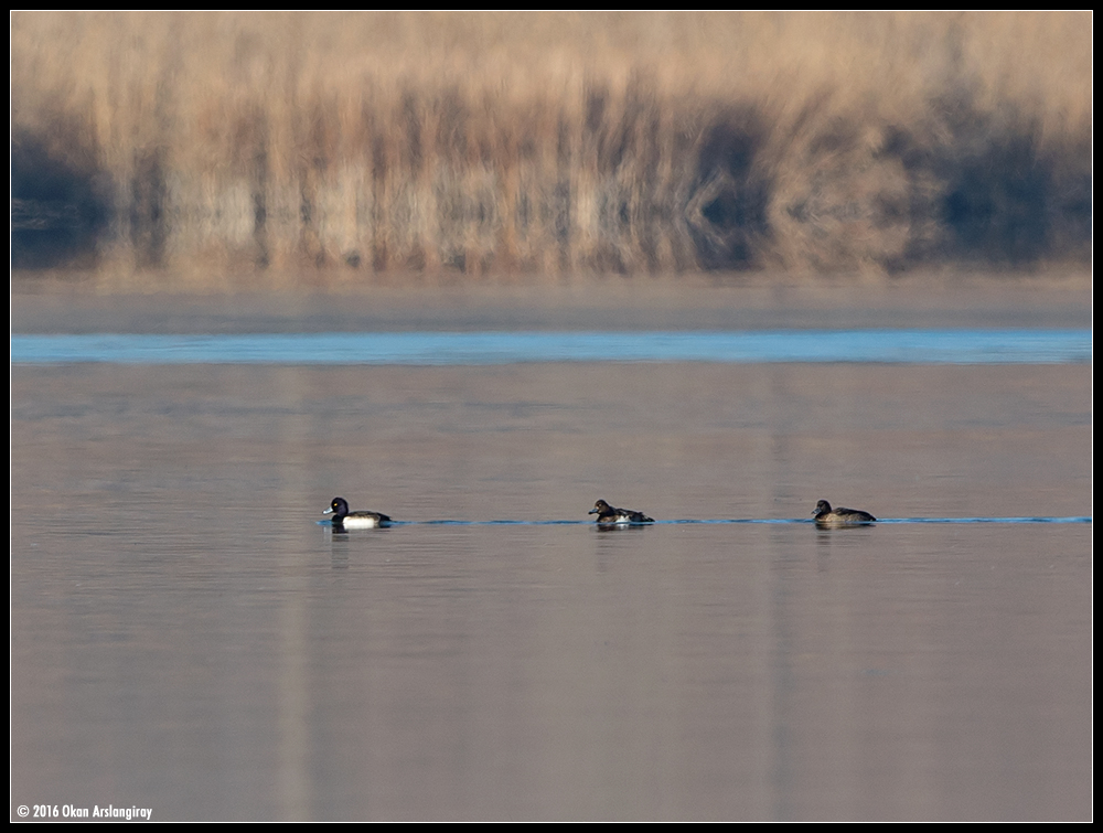 Tufted Duck