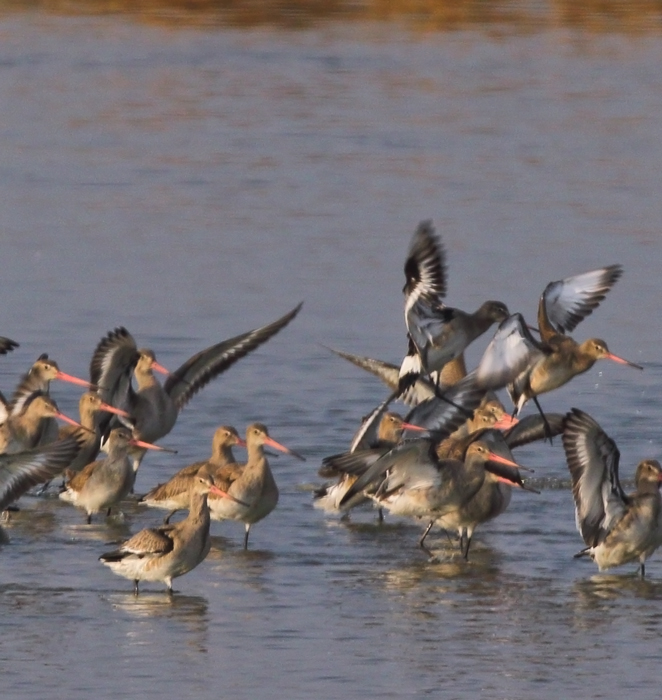Black-tailed Godwit