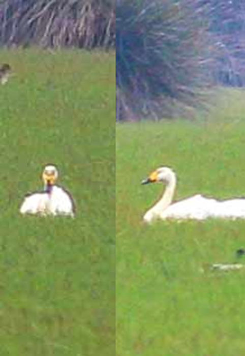 Whooper Swan