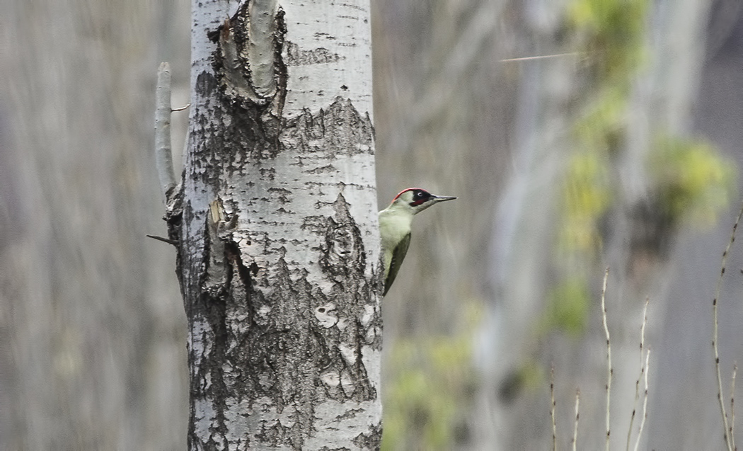 European Green Woodpecker