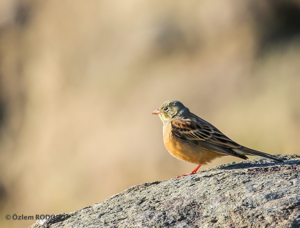Ortolan Bunting