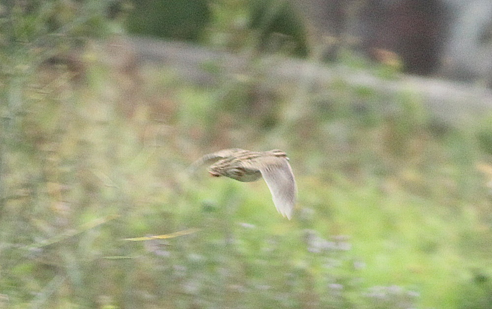 Common Quail