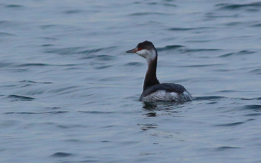 Horned Grebe