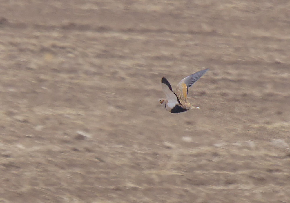 Black-bellied Sandgrouse