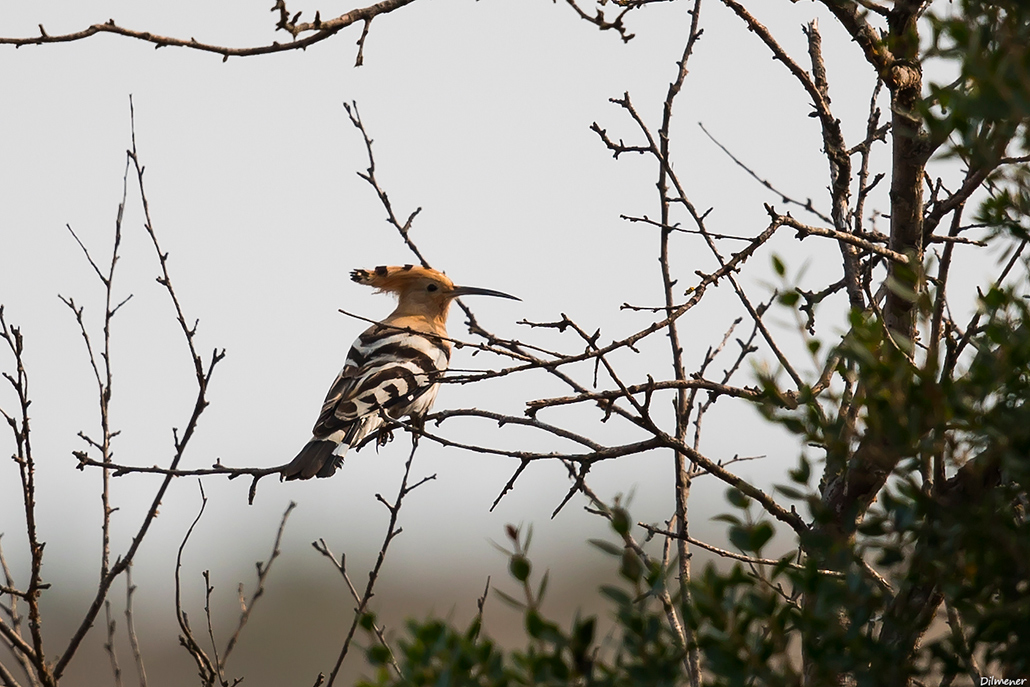 Common Hoopoe