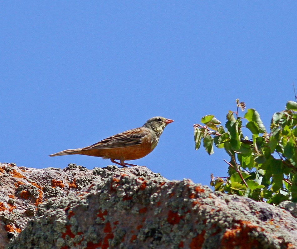 Ortolan Bunting
