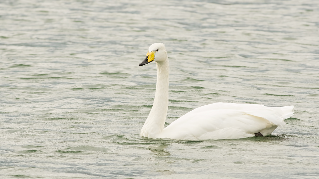 Whooper Swan