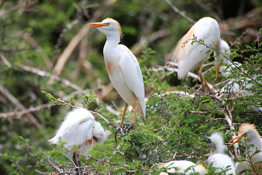 Western Cattle Egret