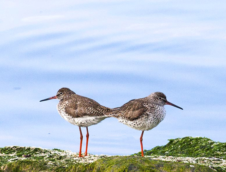 Common Redshank
