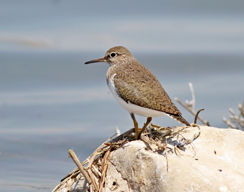 Common Sandpiper