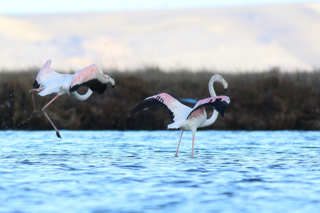 Greater Flamingo