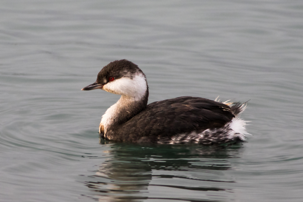 Horned Grebe
