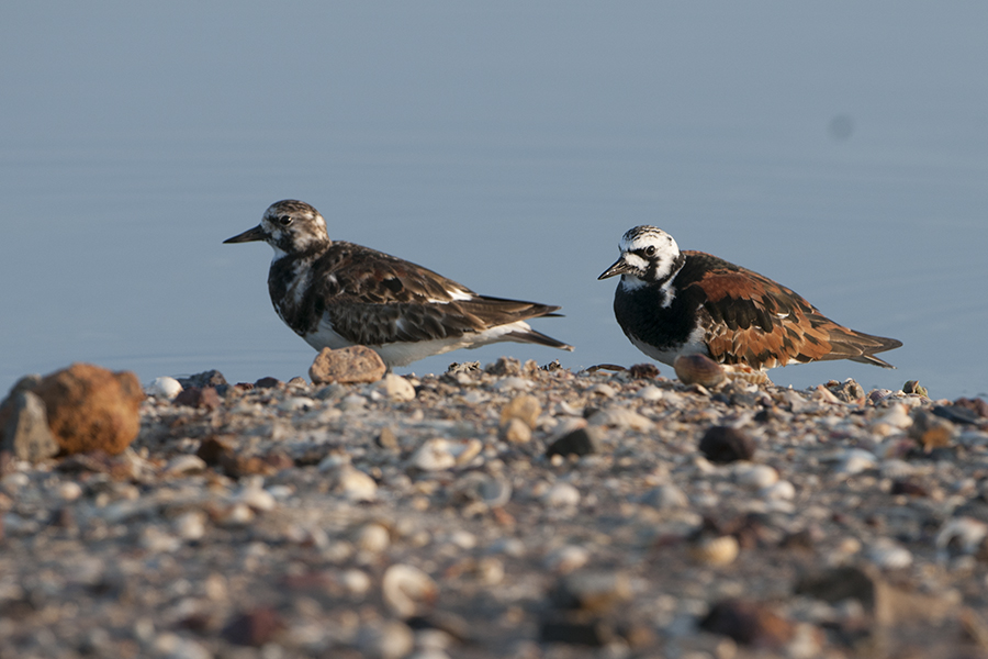 Ruddy Turnstone