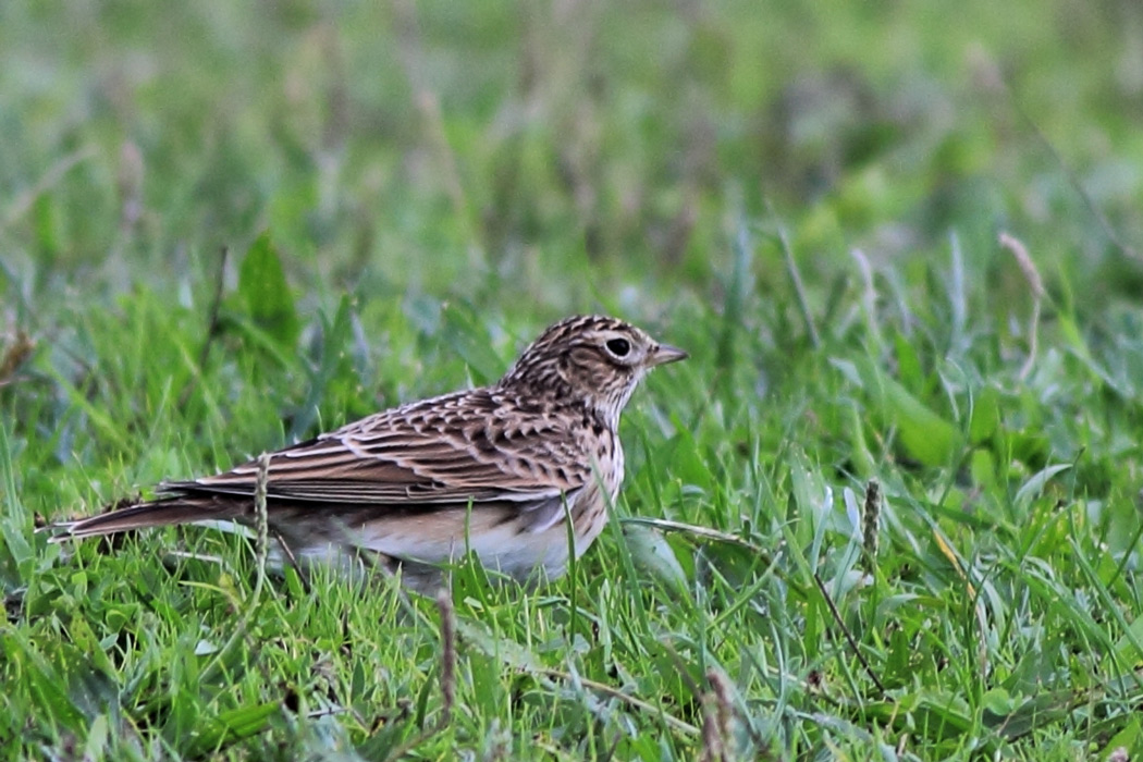 Eurasian Skylark